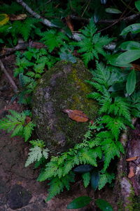 High angle view of plant growing on field