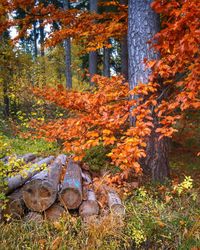 View of autumnal trees in forest