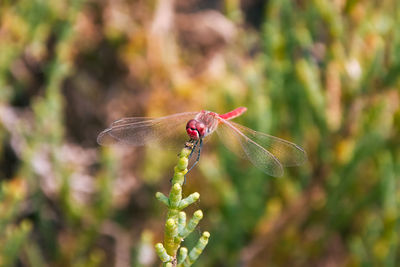 Close-up of dragonfly on plant