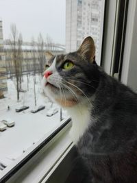 Close-up of a cat looking away