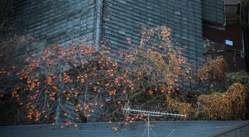 Close-up of tree against building