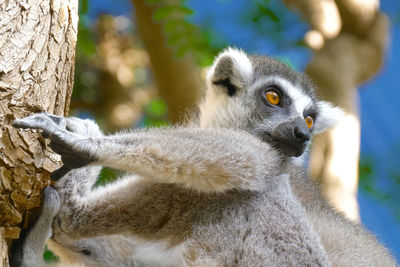 Close-up of a lemur on tree