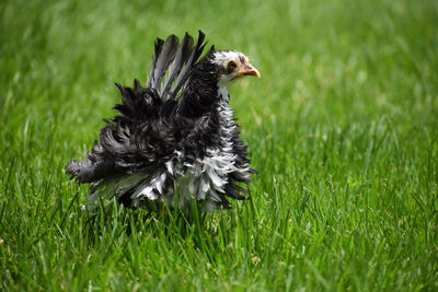 Bird on a field