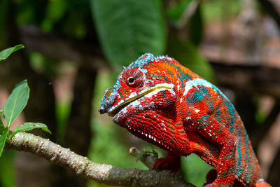 Close-up of a bird