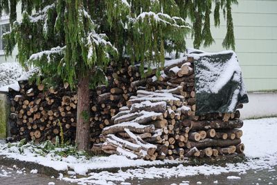 Stack of logs in snow