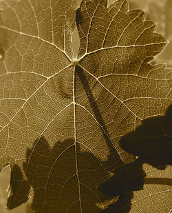 Close-up of leaf