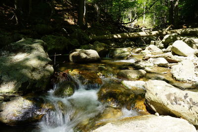 Stream flowing through rocks in forest