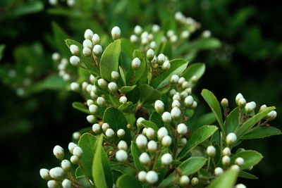 Close-up of flowering plant