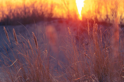 Golden horizon. baltic sea beach basking in sunset's glow. northern europe scenery.