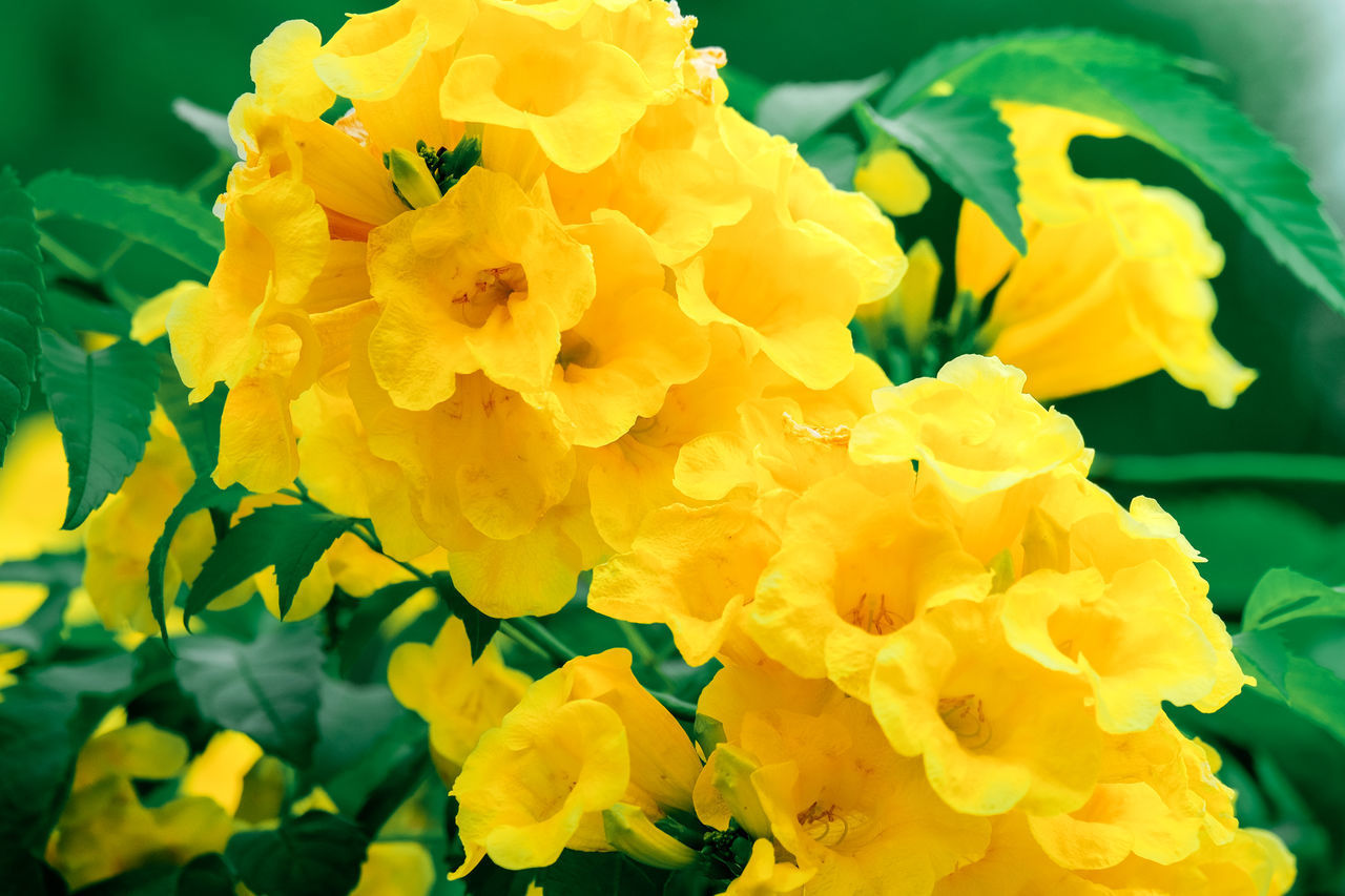 CLOSE-UP OF YELLOW FLOWERS