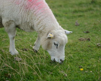 Farm animal on grass