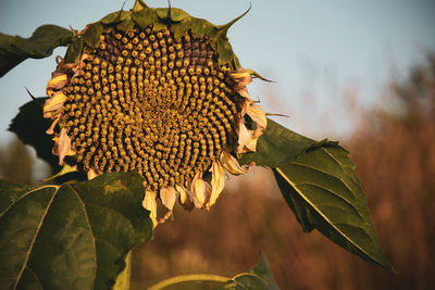 Close-up of wilted sunflower plant