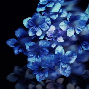Close-up of flowers against black background