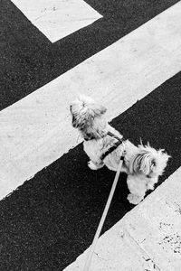 High angle view of dog on footpath