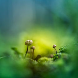 Beautiful, small mushrooms growing on the forest floor during spring. 