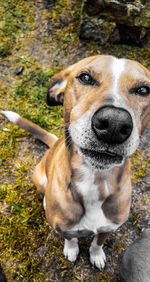 Close-up portrait of dog on field