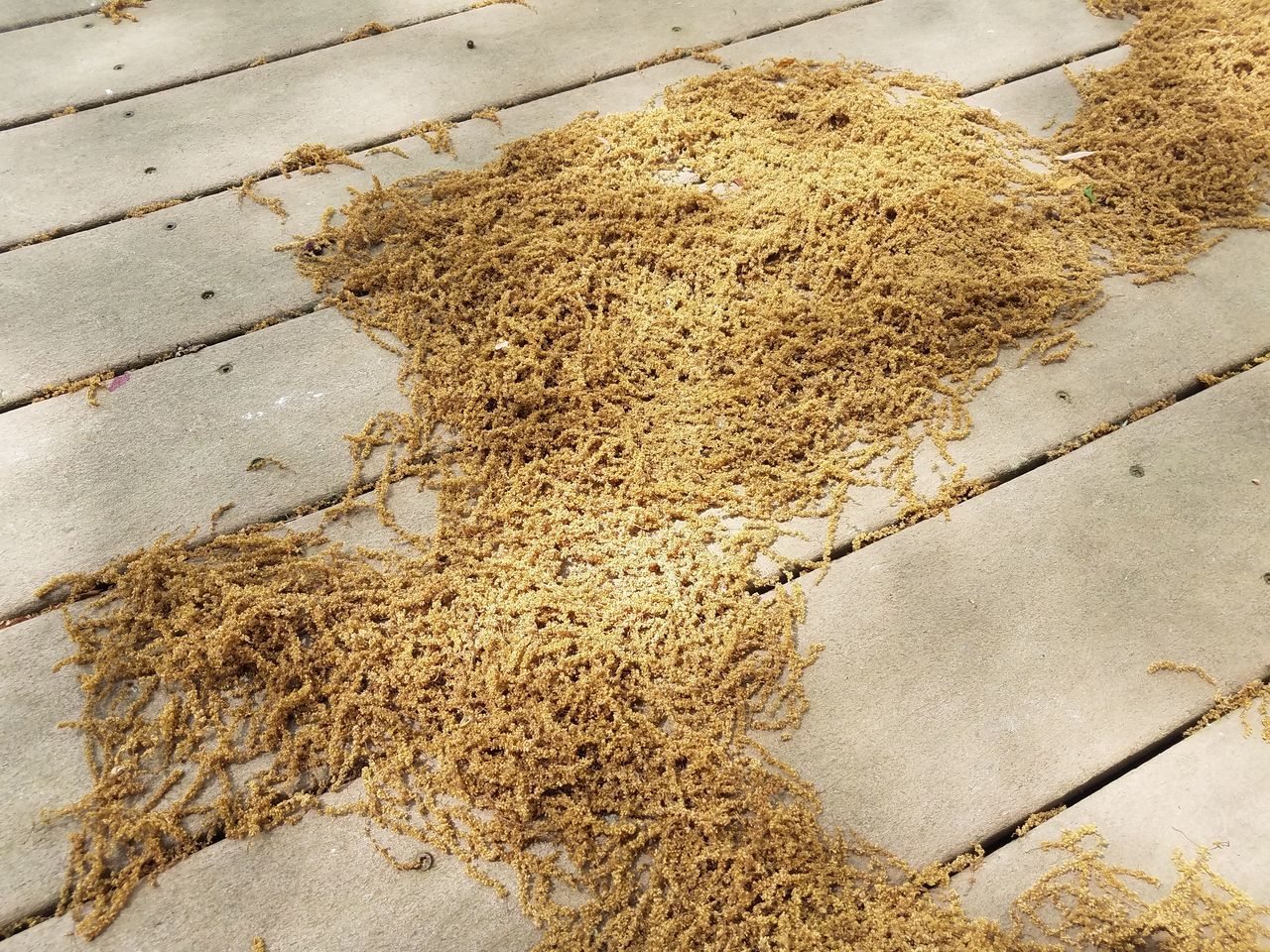 HIGH ANGLE VIEW OF DRIED PLANT ON LAND