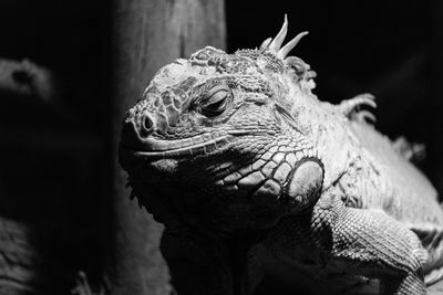 Close-up of a iguana 