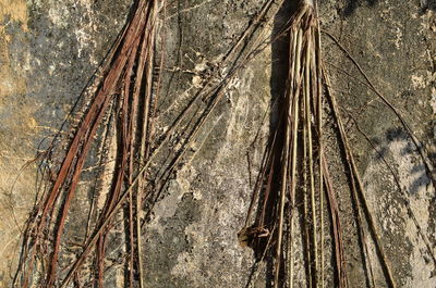 Close-up of old wooden wall