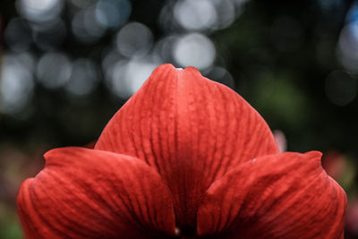 Close-up of red rose flower