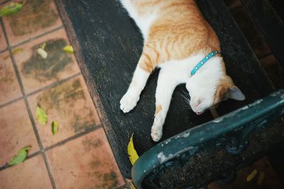 High angle view of cat