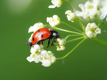 Close-up of ladybug on flower