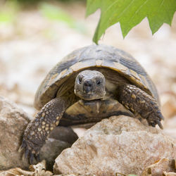 Close-up of turtle on rock