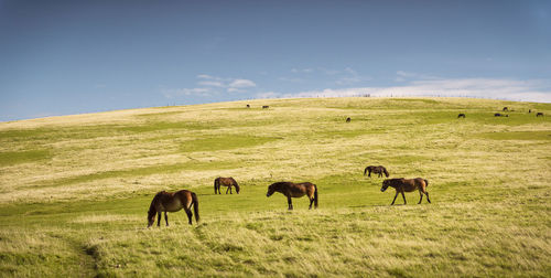 Horses grazing in a field