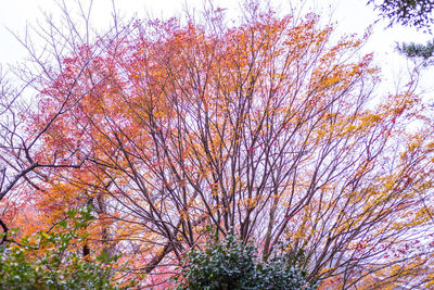 Low angle view of flowering tree against sky during autumn