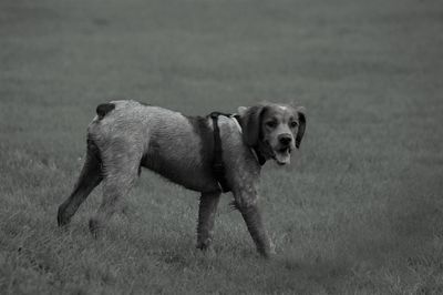 Portrait of dog running on field