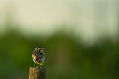 Close-up of bird perching on plant