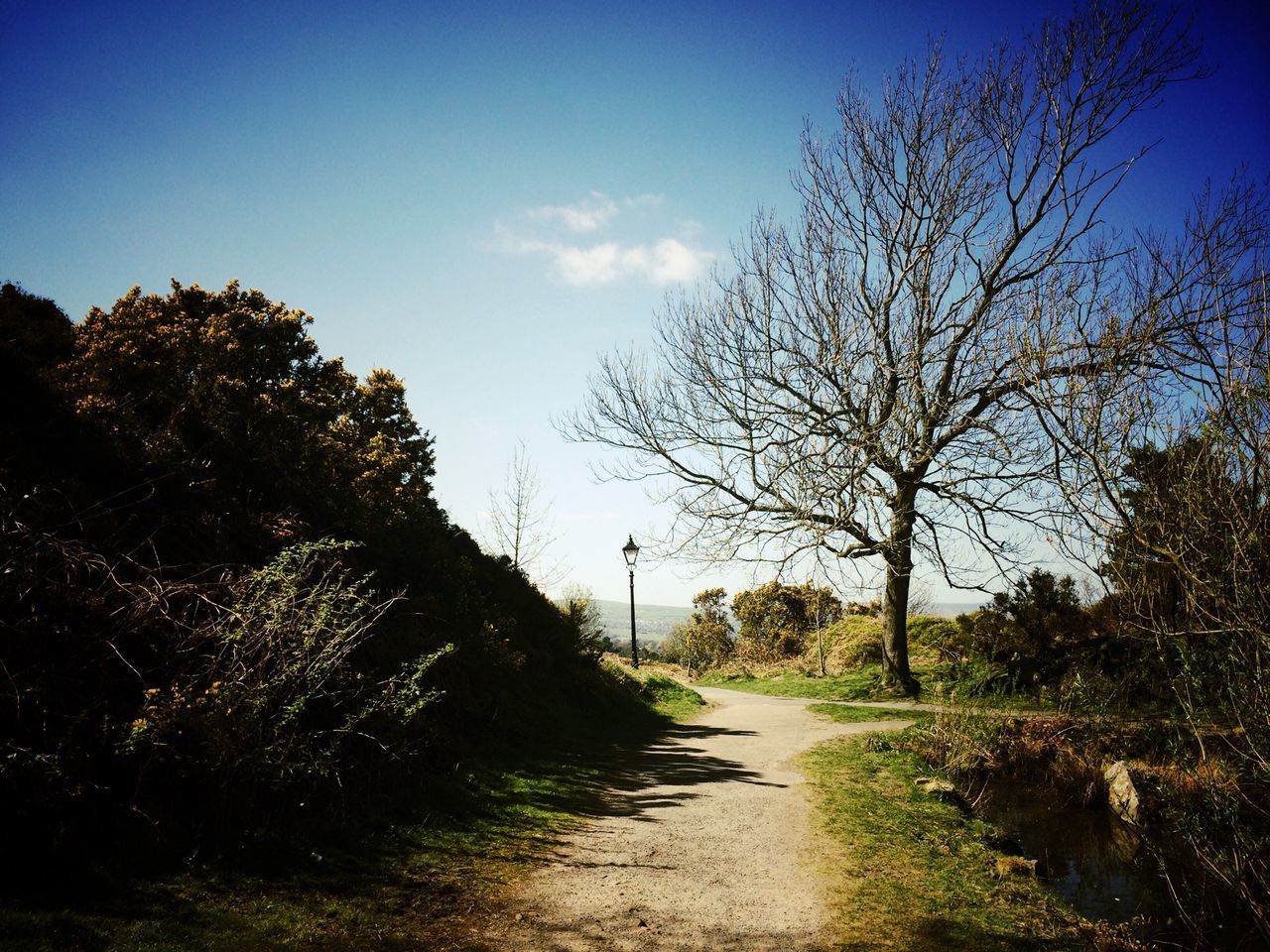 the way forward, tree, diminishing perspective, tranquility, sky, road, dirt road, tranquil scene, vanishing point, blue, nature, clear sky, landscape, bare tree, transportation, sunlight, country road, footpath, beauty in nature, scenics