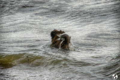 Horse in sea