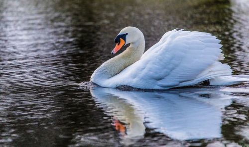 Close-up of swan swimming on lake