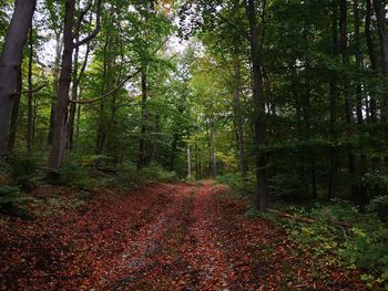 Trees growing in forest