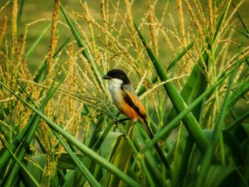 Close-up of bird perching on plant