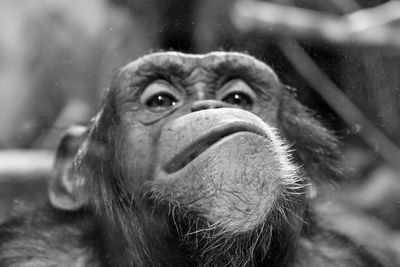 Close-up of chimpanzee seen through glass at zoo