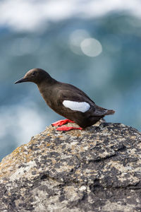 Bird perching on rock