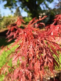 Close-up of leaves on tree