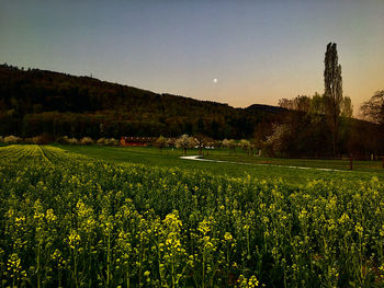 Scenic view of field against sky