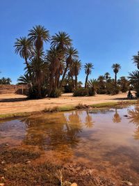 Scenic view of palm trees on landscape against blue sky