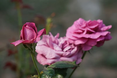 Close-up of pink rose