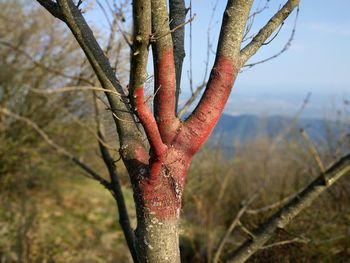 Close-up of red tree against sky