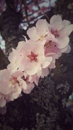 Close-up of white flowers blooming on tree