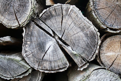 Close-up of logs in forest