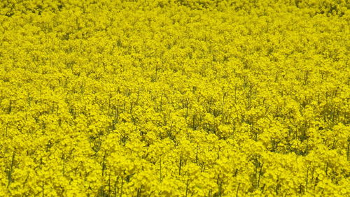 Full frame shot of yellow flower