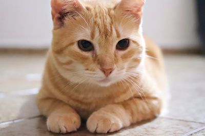 Portrait of cat sitting on floor