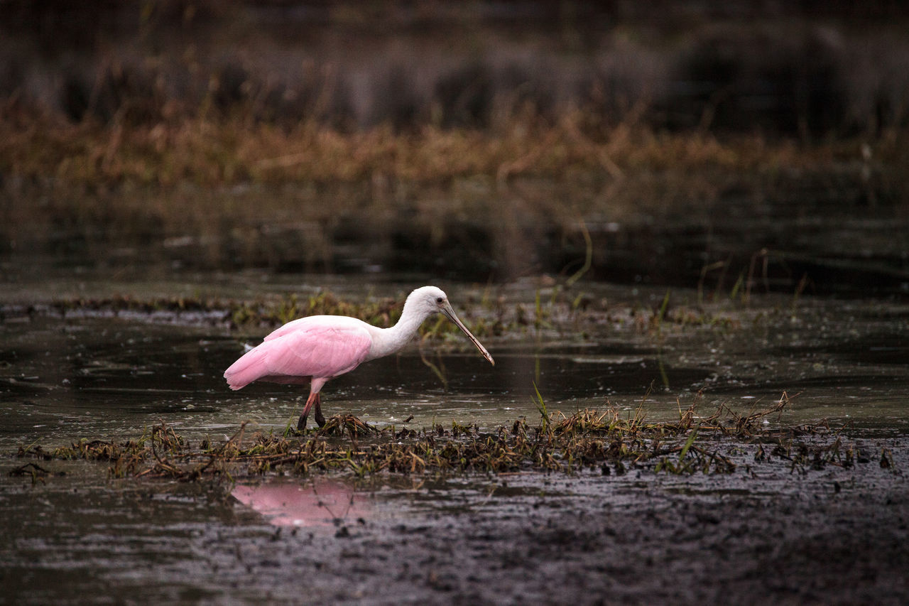 CLOSE-UP OF BIRD ON LAKE