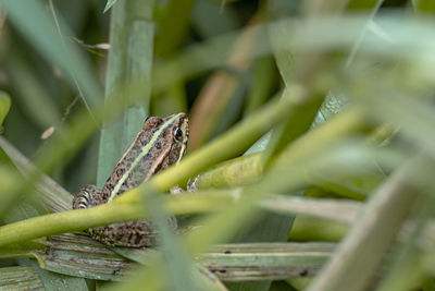 Close-up of lizard on grass