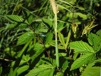 Close-up of green leaves